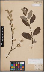 Foto von Salix cinerea L.